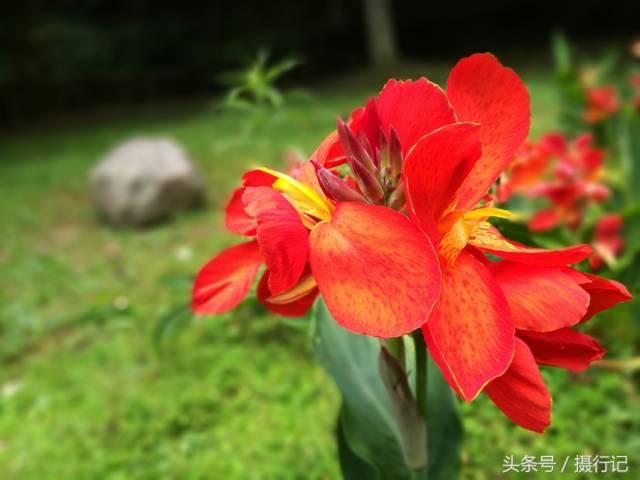 美人蕉品种，色彩与魅力的独特展现