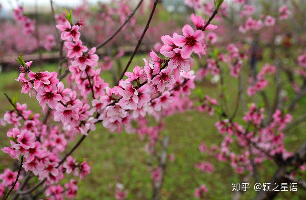 碧桃地品种，探寻其独特魅力与多样性