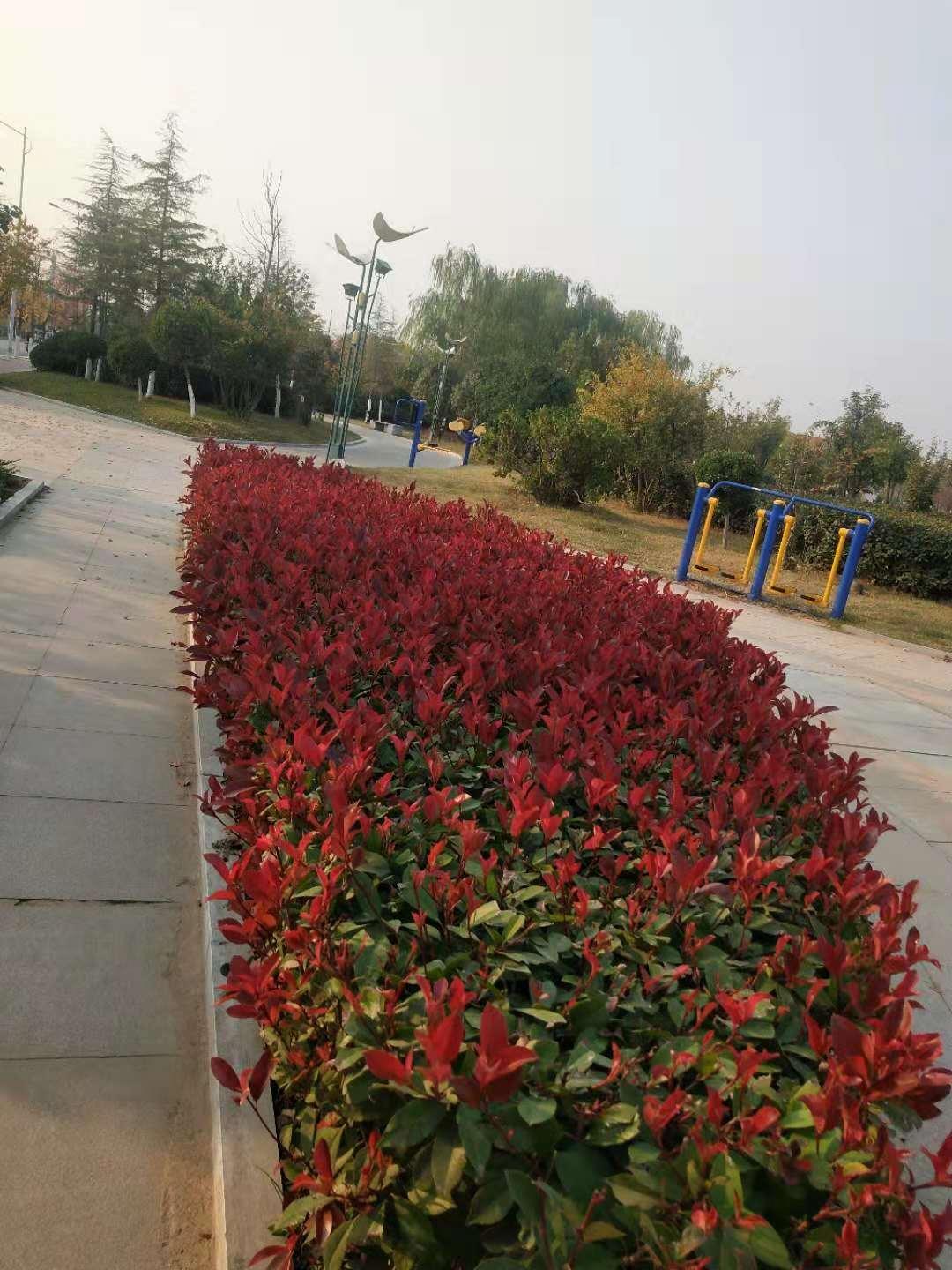 绿篱常用石楠品种介绍及其园林应用
