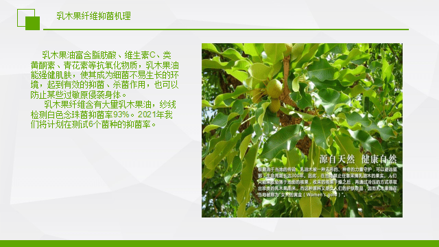 安徽校园绿篱品种研究，多样性与选择策略