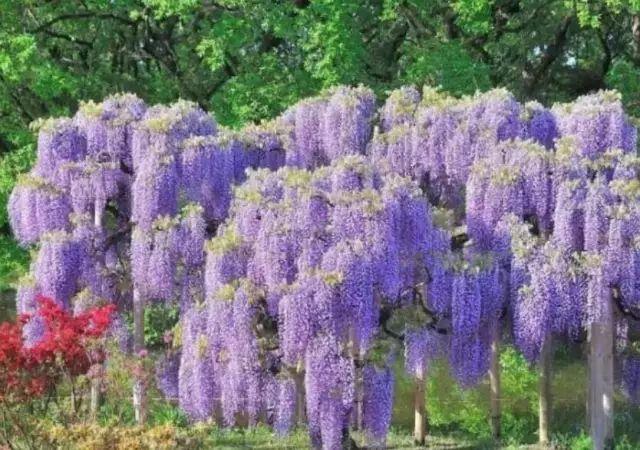 紫藤花品种繁多，各有其独特的魅力与美感。本文将为您介绍几个常见的紫藤花品种，并探讨哪个品种在美观上更胜一筹。