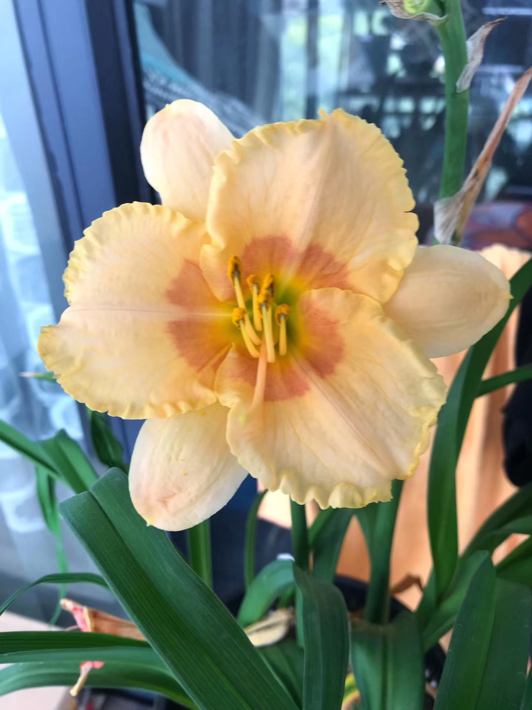 大花萱草，花期长品种的魅力与特点