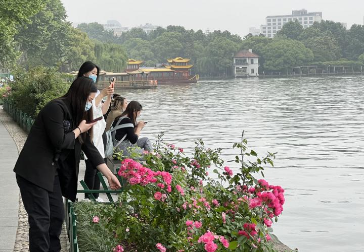 西湖柳树的品种及其独特魅力