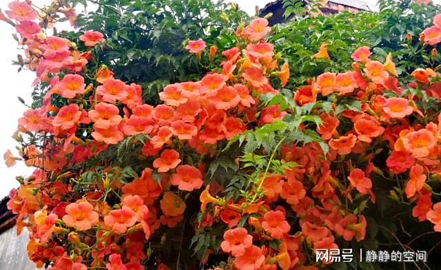 凌霄花品种繁多，美丽独特，是花卉世界中的璀璨明珠。本文将详细介绍凌霄花的品种，带您领略这些绚烂花卉的魅力。