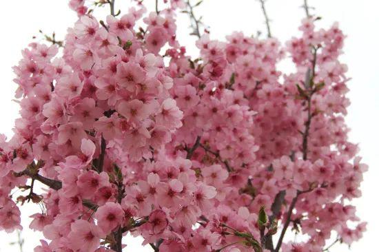 国内樱花品种，美丽多样的自然瑰宝
