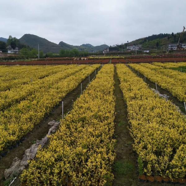 贵州湖南地区苗木品种丰富多样
