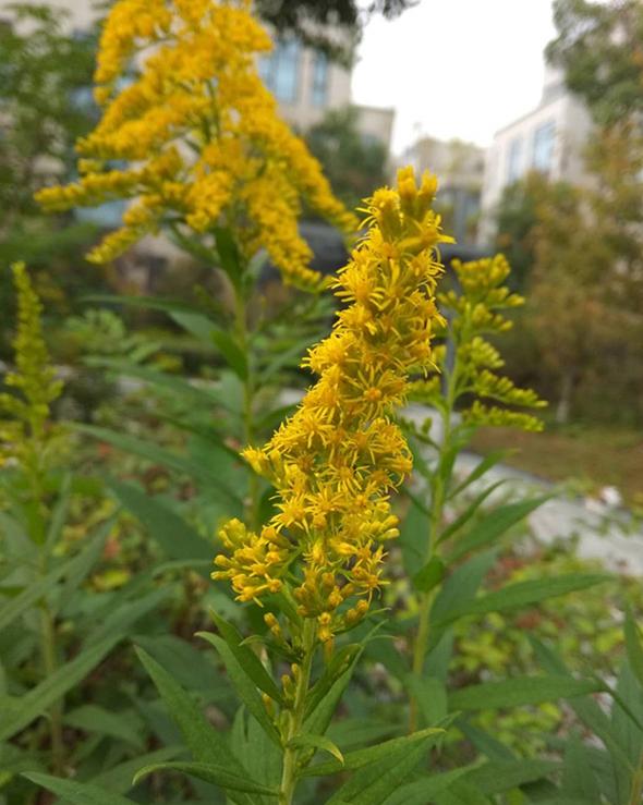 常绿芒草品种，生态、应用与多样性