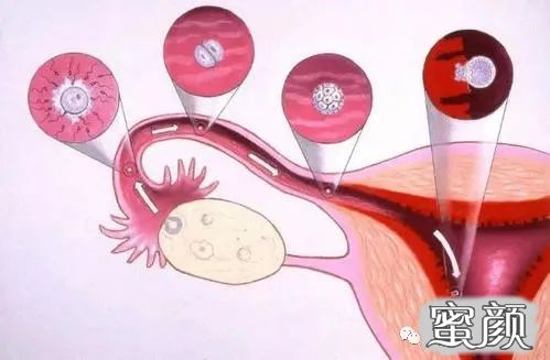 关于48岁女性取卵成功率的探讨