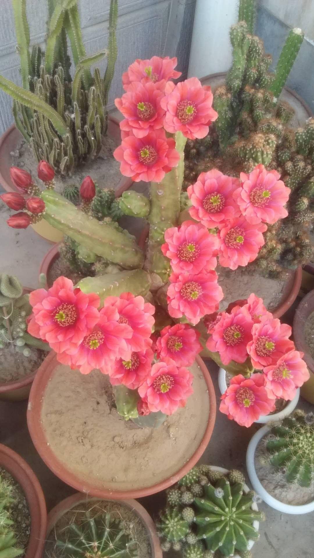 好看景观花的品种，绚丽多彩的自然艺术