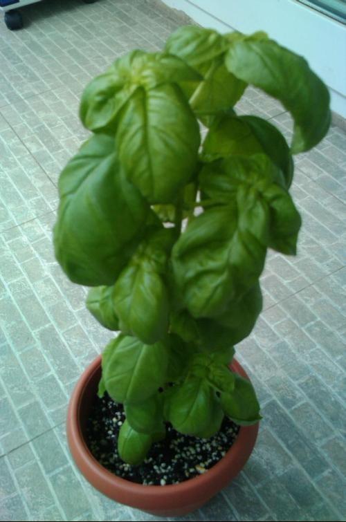 绿篱植物品种及其图片介绍