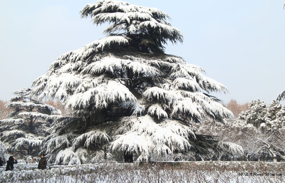 雪松树品种解析