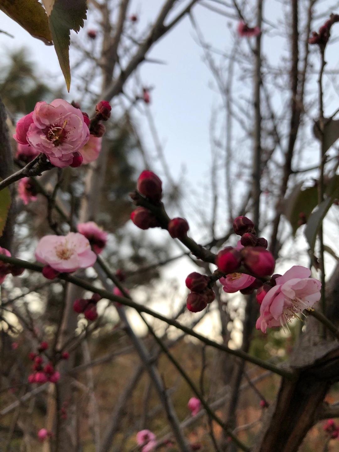 香茶花品种，探索其多样性与独特魅力