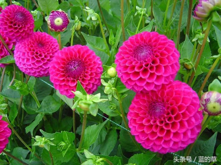 大丽花盆栽品种的魅力与种植技巧