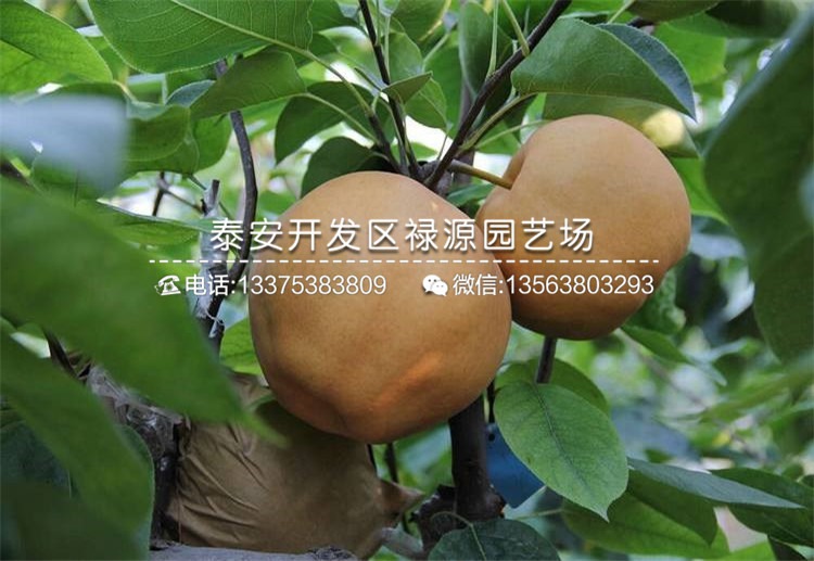 树苗品种简介及图片展示