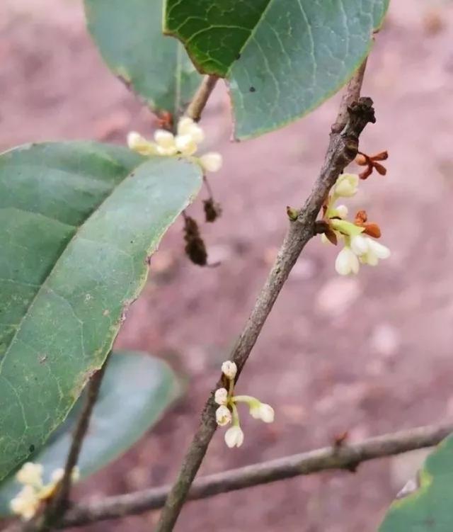 野生桂花品种大全，探寻自然之美的奥秘