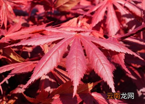 珍稀红枫品种，美丽与独特的象征