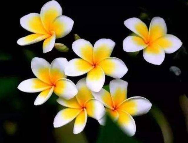 鸡蛋花有毒，深入了解与应对之道
