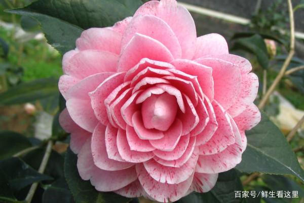 关于什么品种的茶花最香的研究与探讨