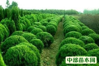 园区常见绿化树苗品种及其特点
