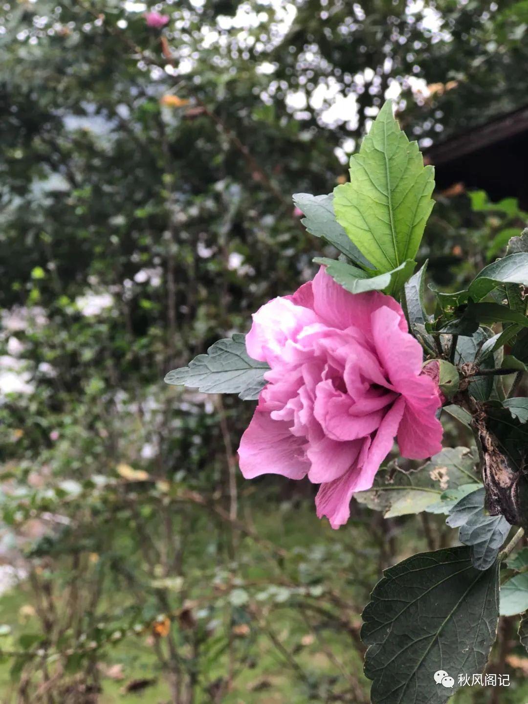 木槿栽培品种之日出红，绚烂如日，美丽动人