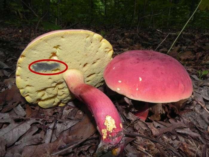 变色眼镜如何辨别真假