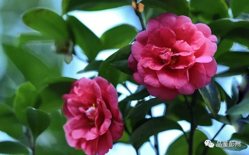 进口品种茶花，美丽与文化的交融
