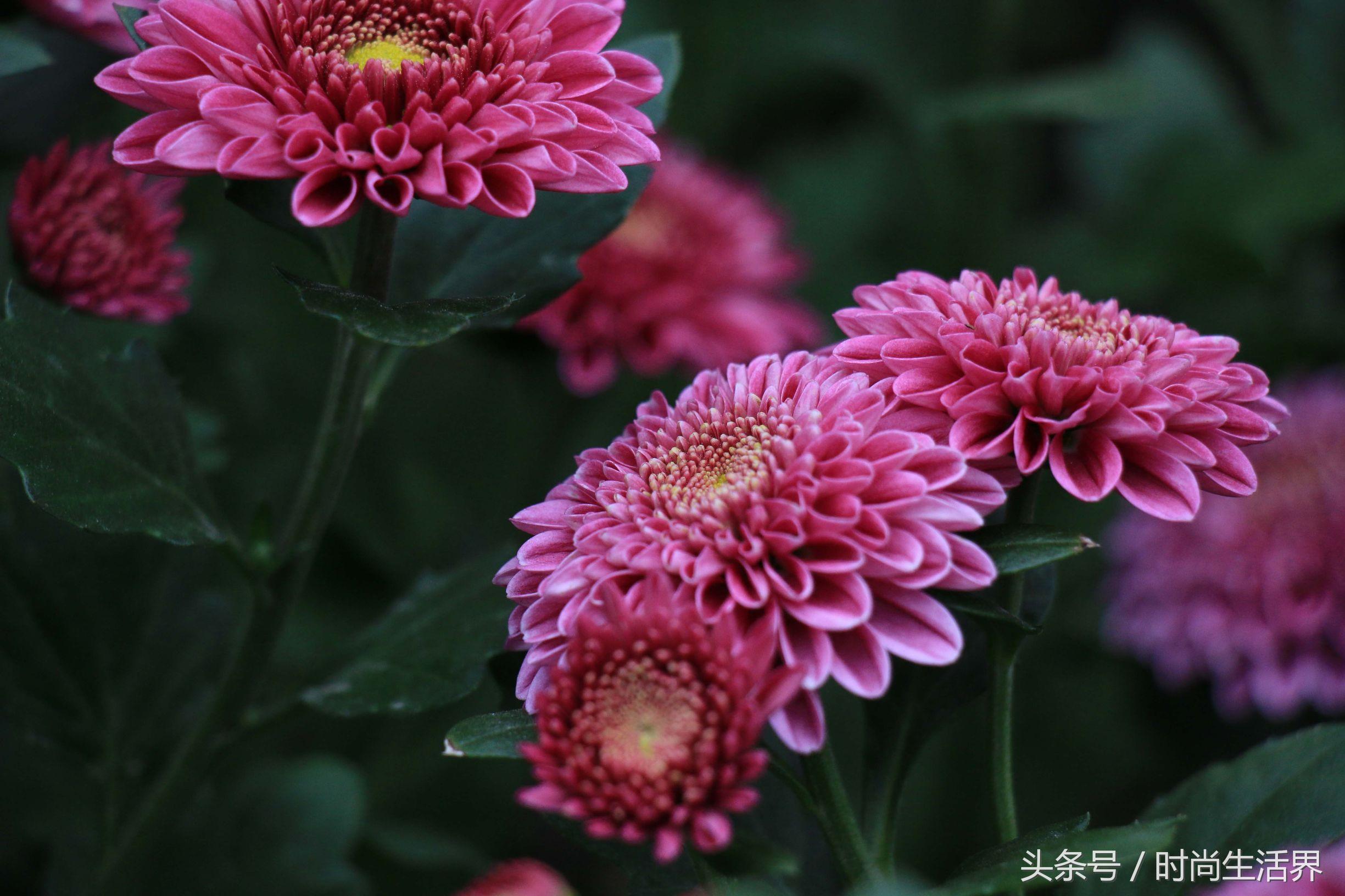 园林菊花品种大全，千姿百态，美不胜收