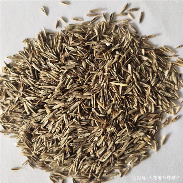 草坪种子的品种解析