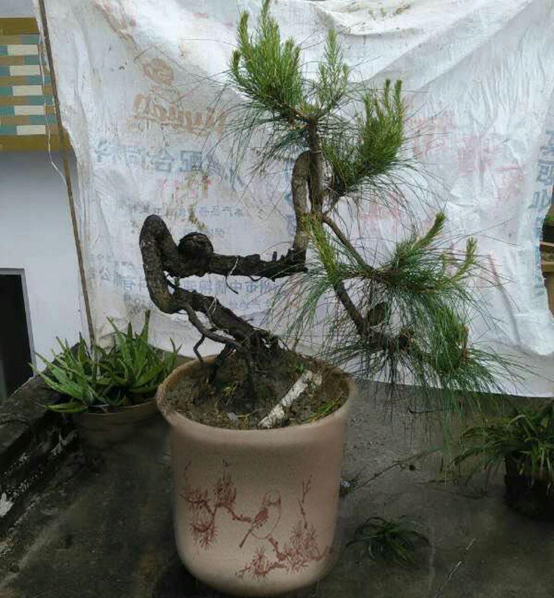 罗汉松下山桩品种，自然之美的独特展现