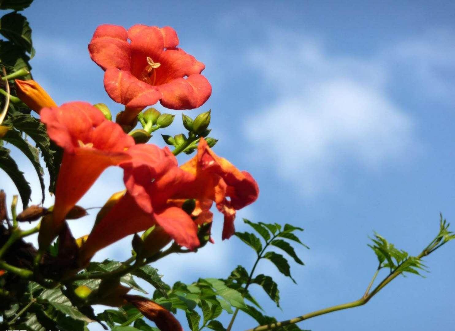 凌霄花及其同类品种的植物魅力