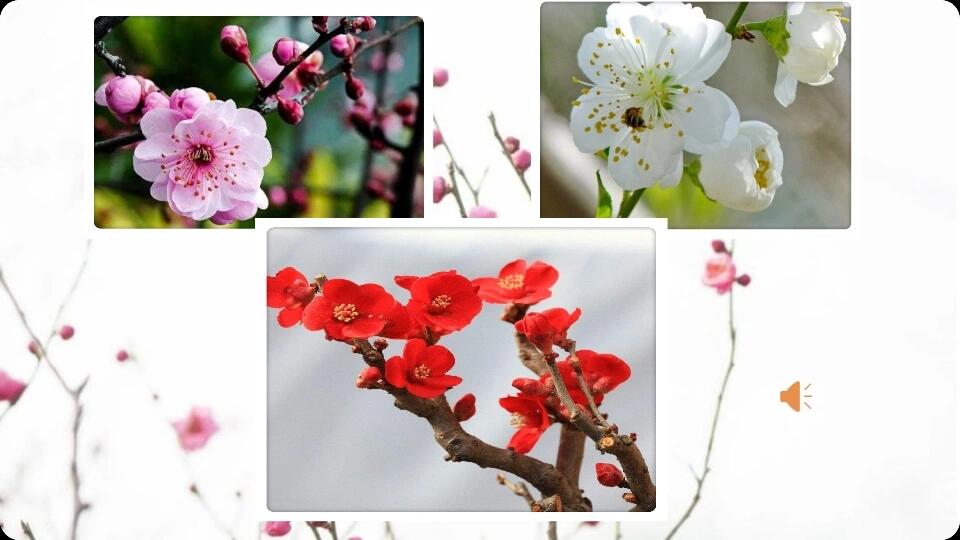 大班美术梅花教案
