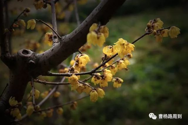 腊梅品种及其优劣分析