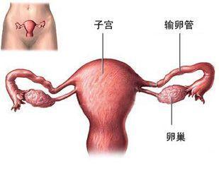 如何保证女性取卵数量